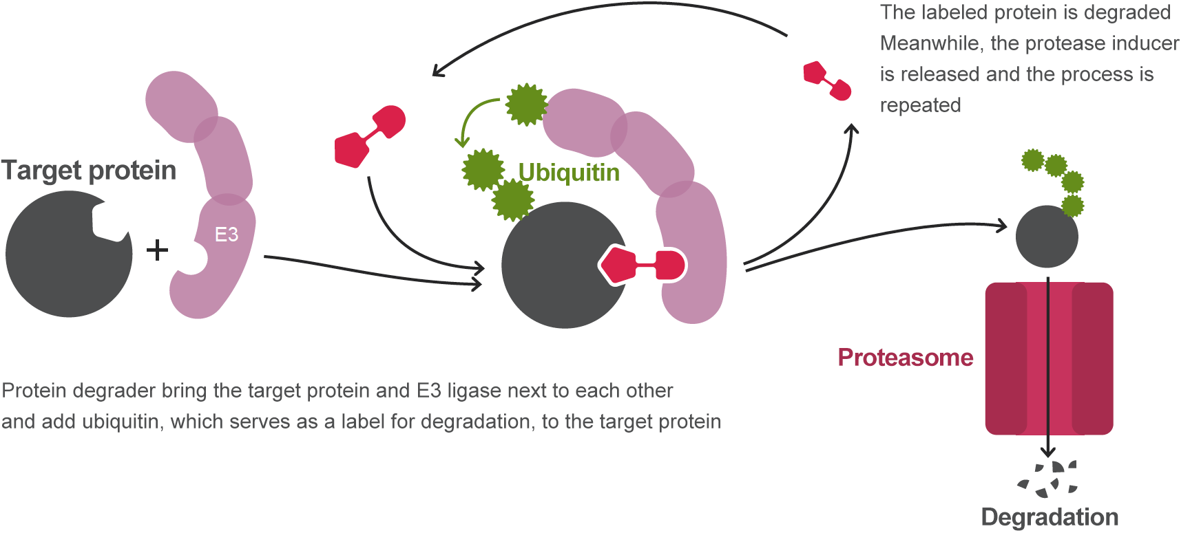 Target protein